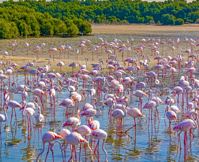 Mini‑zoo & aviary in Al Khor Park
