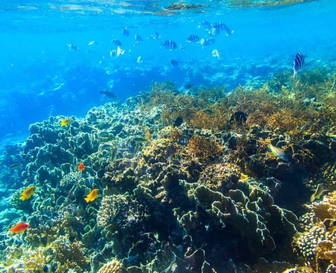 Snorkeling in Dahab Blue Lagoon